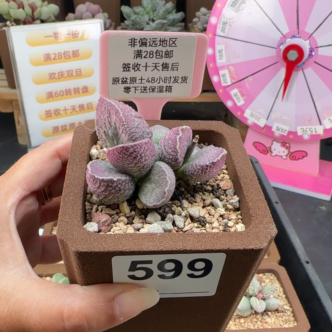 599哈莫猪肝多肉植物