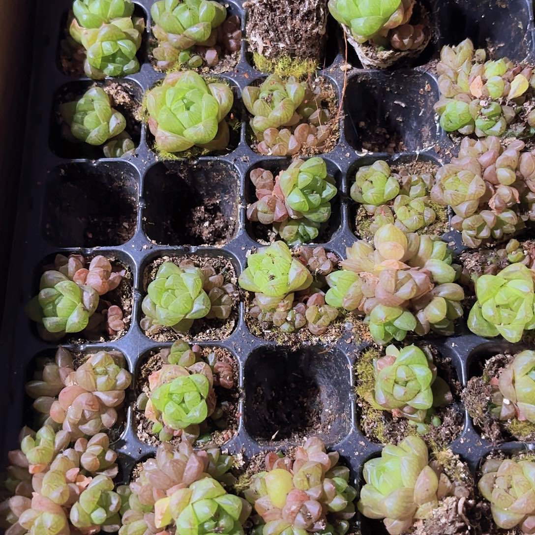 小穴苗玉露多肉植物