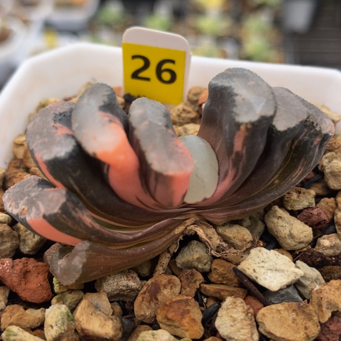 26浮藻玉扇锦一物一拍