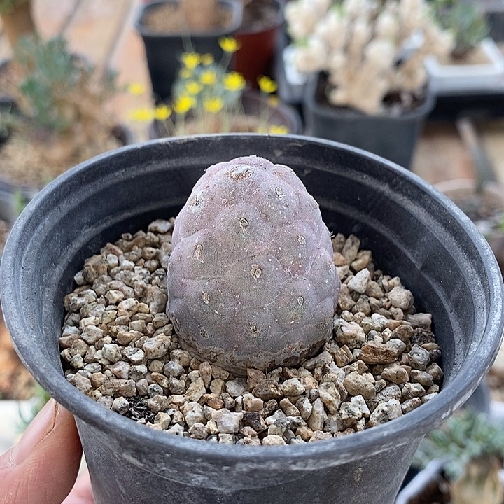 293习志野带盆一一一一一一一