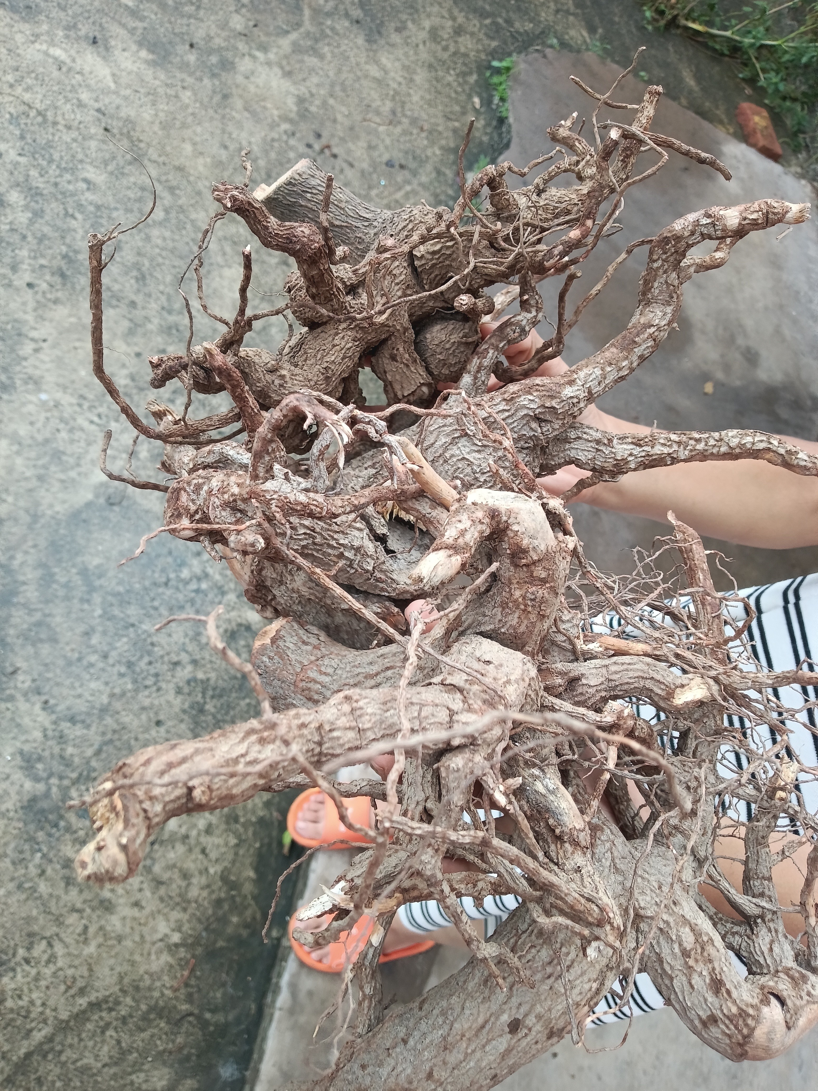 大山里挖回来的 走马胎（干货）