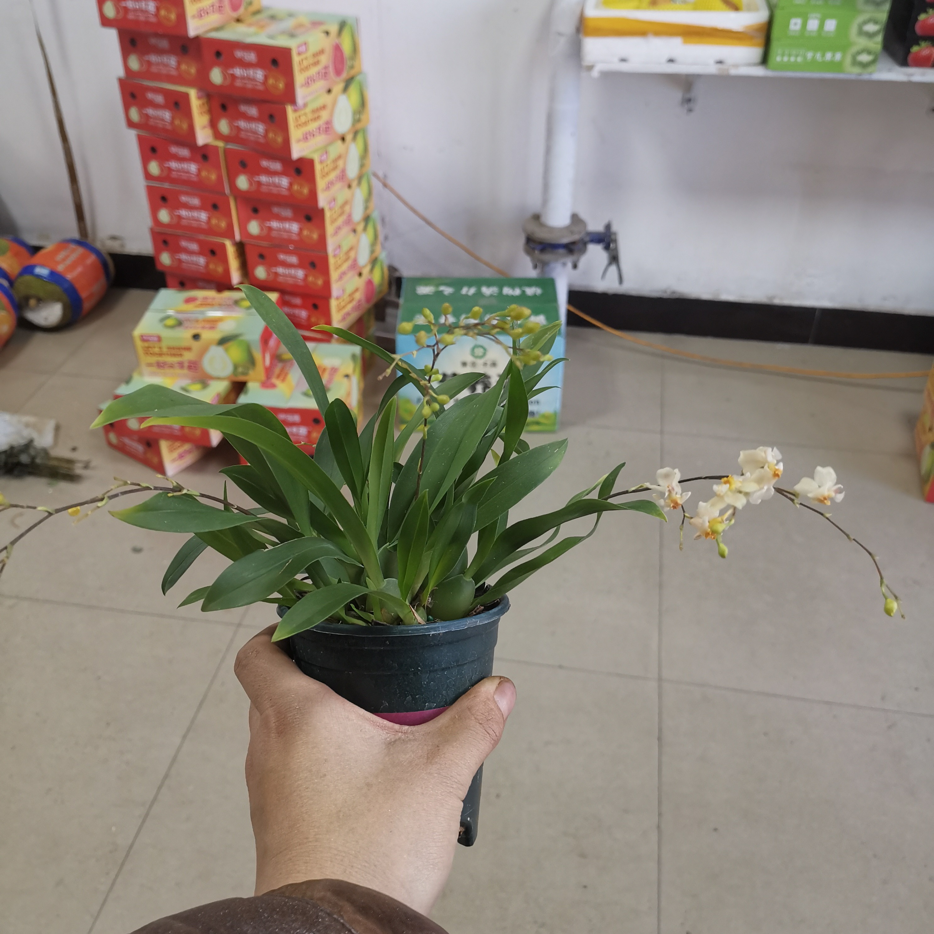 罗曼香梦香兰一盆