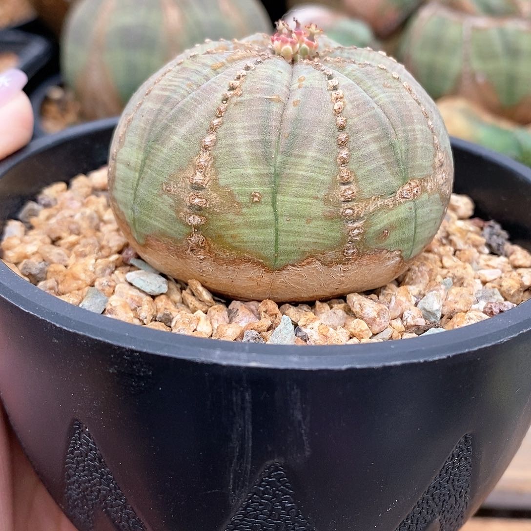 侧芽崽崽多肉植物