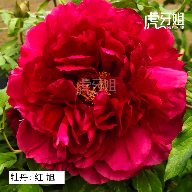 【红旭】裸根牡丹包对版-庭院阳台花卉红色重瓣大花