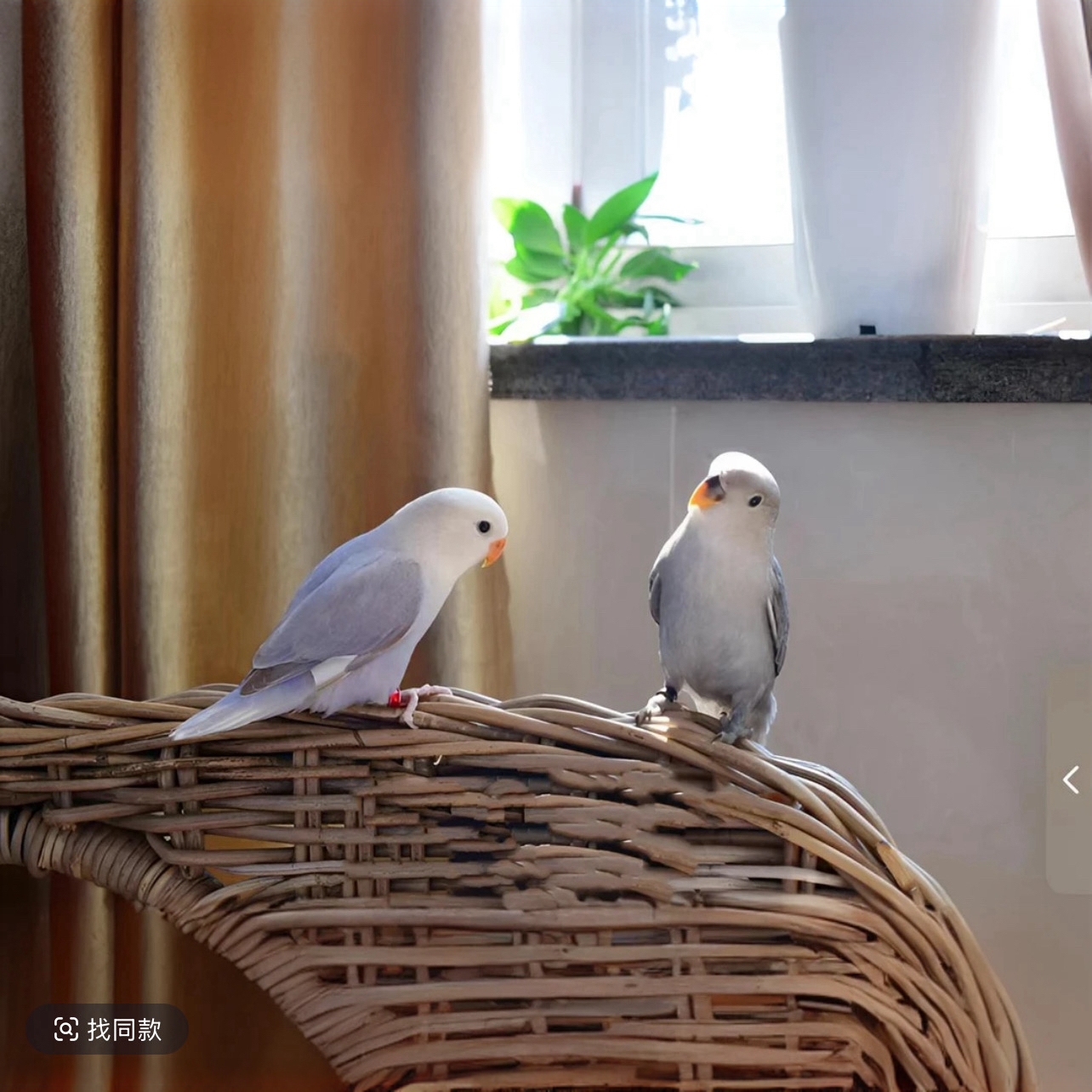 手养牡丹鹦鹉宠物活鸟适合家养可爱鹦鹉小鸟