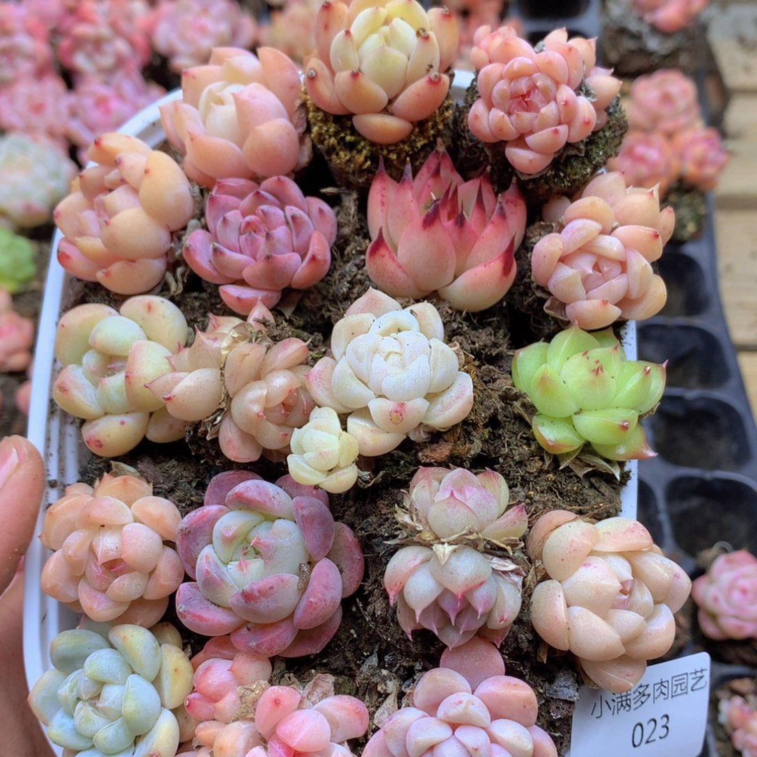 我要睡觉啦晚安了晚安啦023