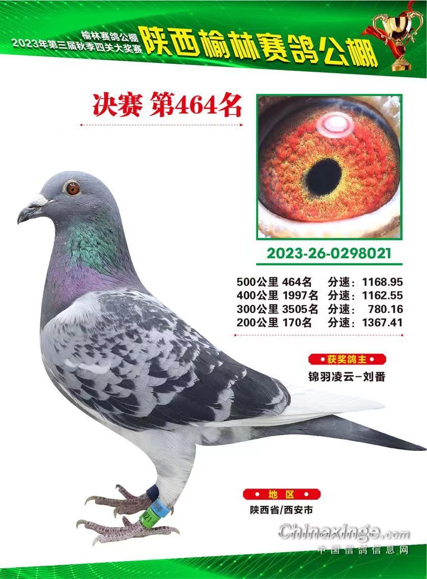 信鸽用品适用于成绩鸽天落鸽原环种鸽