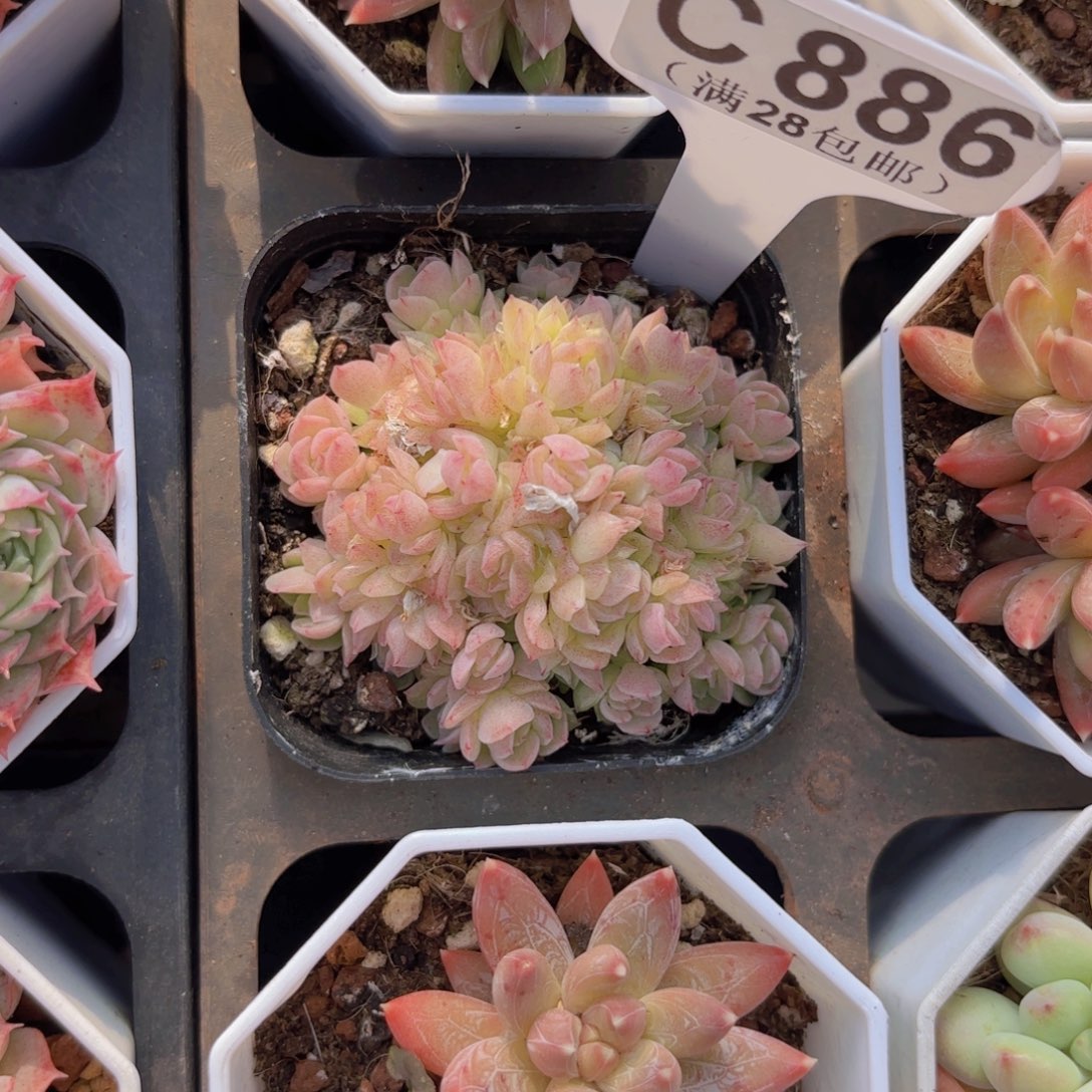 C886艾杜丽儿一物一拍