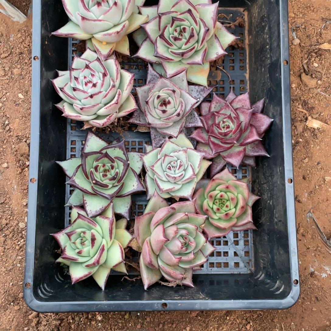 无花朵若如东云组拍E795