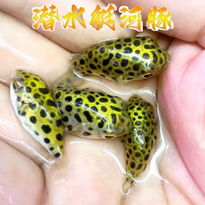 生气鼓肚子潜水艇金娃娃小河豚爱好养耐活观赏鱼无毒无害活体宠物