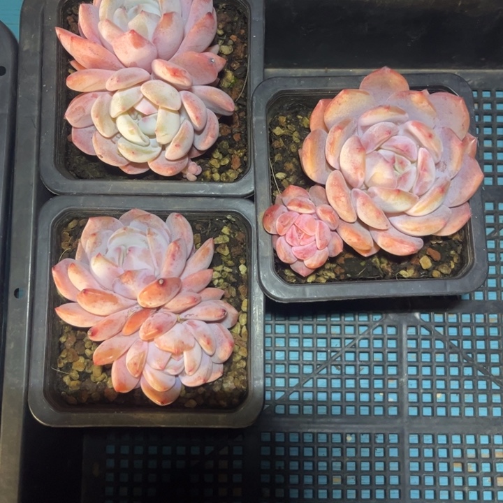 3颗一物一拍，明天发货