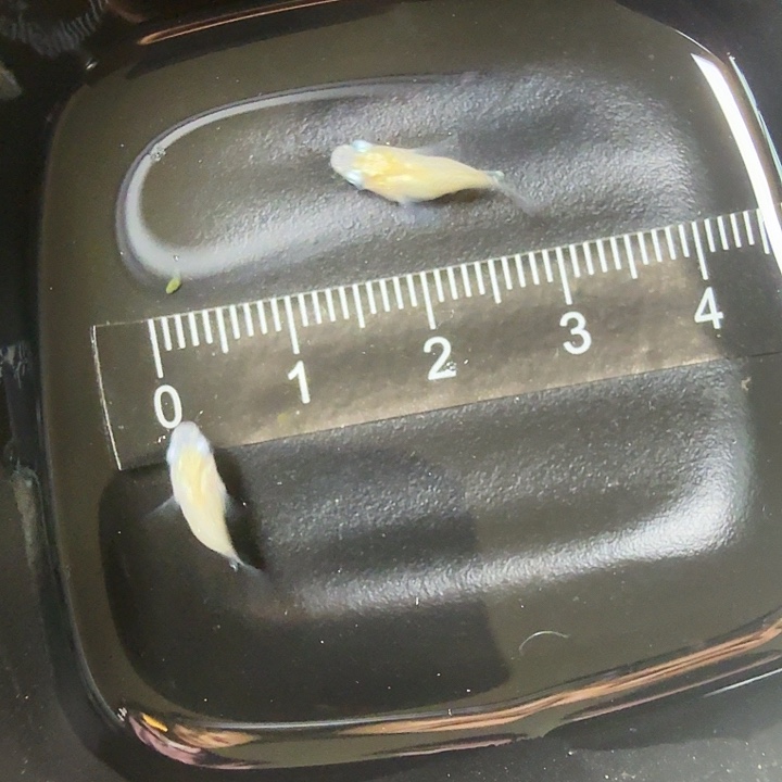 青鳉鱼74号拍品白雪球球