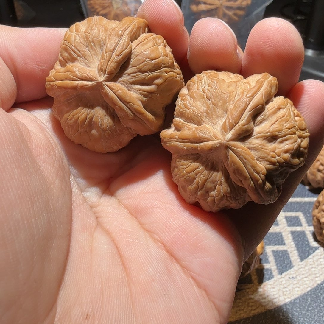 文玩核桃把件晴***?元宝正奔