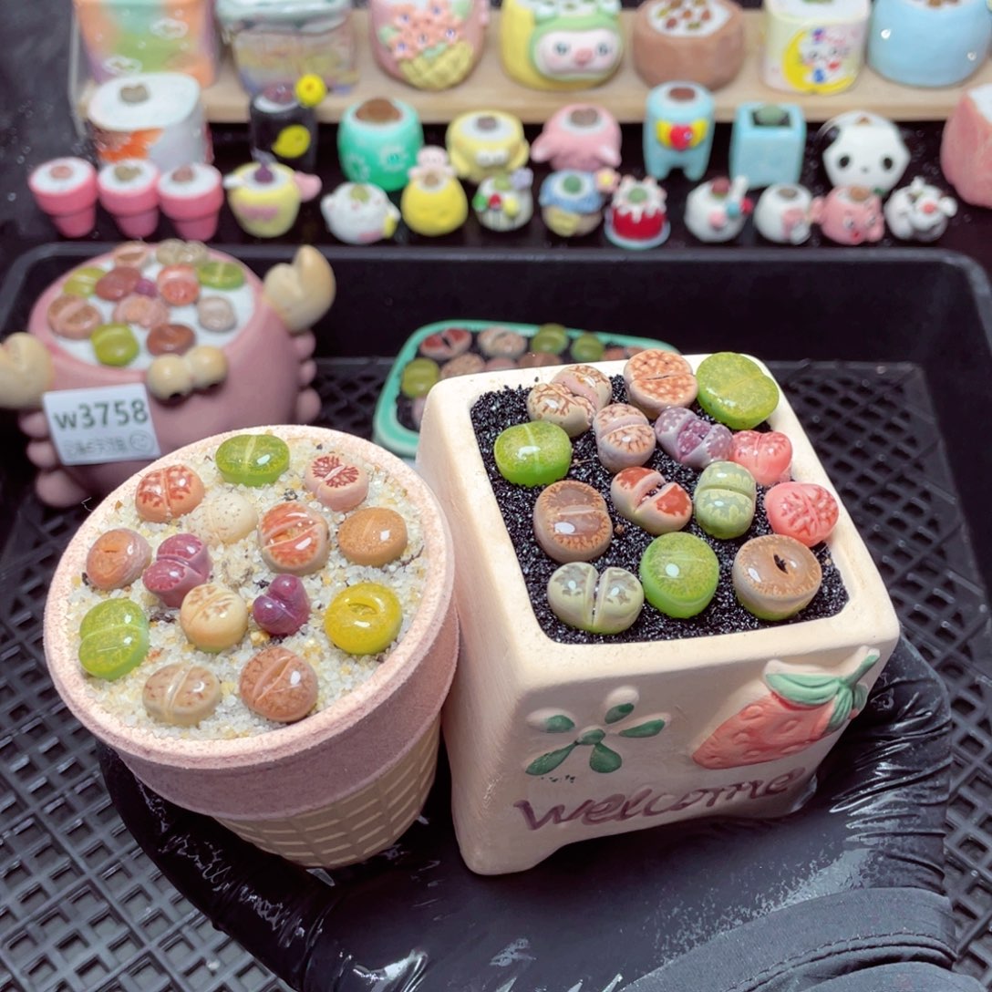 w3760--带盆土发货，零下地区拍保温箱