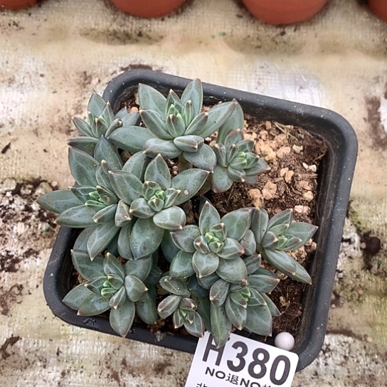 美人群380 全场亏本处理退款拉黑7-8天发货