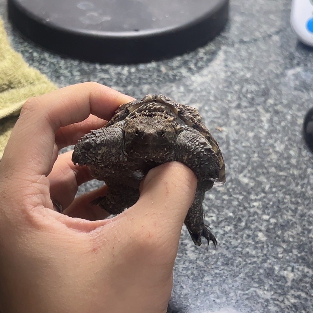 绿毛龟不分公母2222222