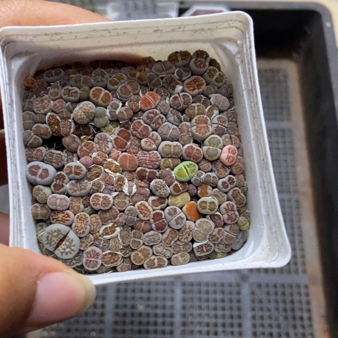 7337一盒七方菊个头很小