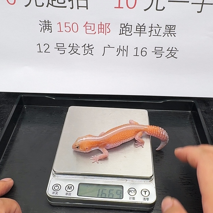 肥尾守宫橘无500包邮搞起来！