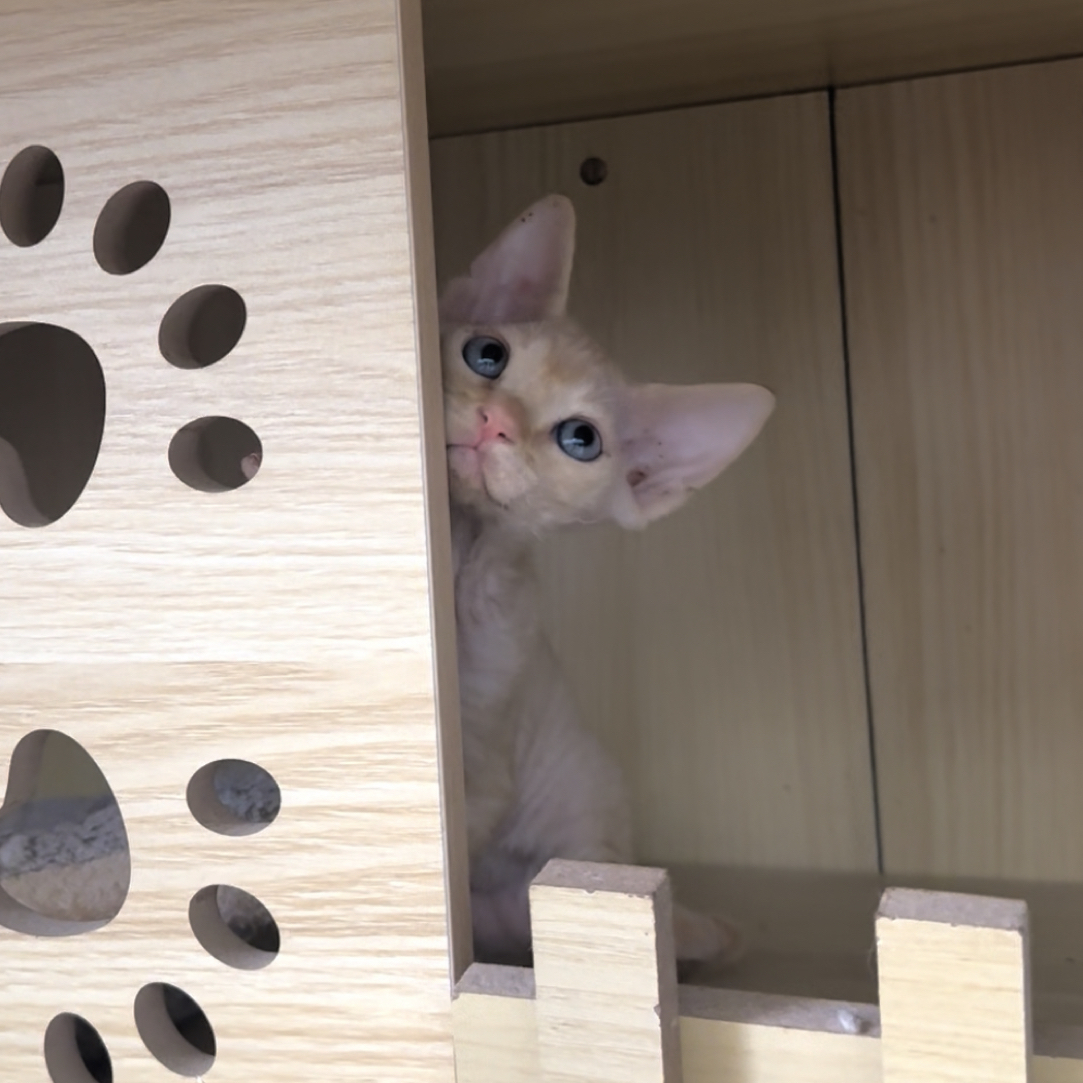 乳色德文弟弟德文卷毛猫活体猫幼崽