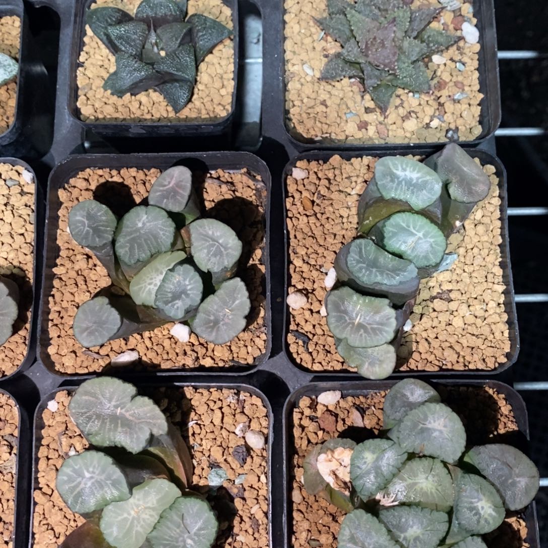 十二卷一颗大飞鸟万象。  