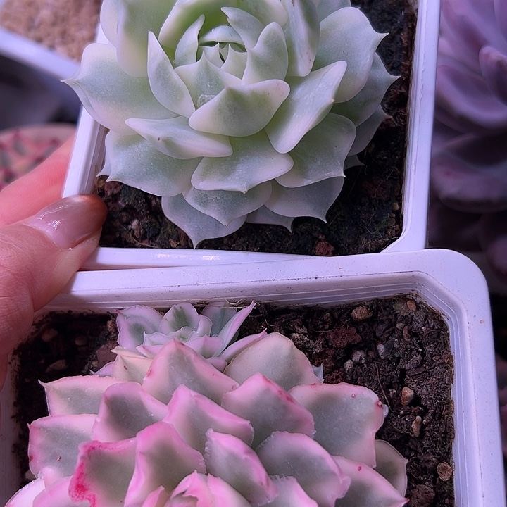 两颗多肉植物锦单头