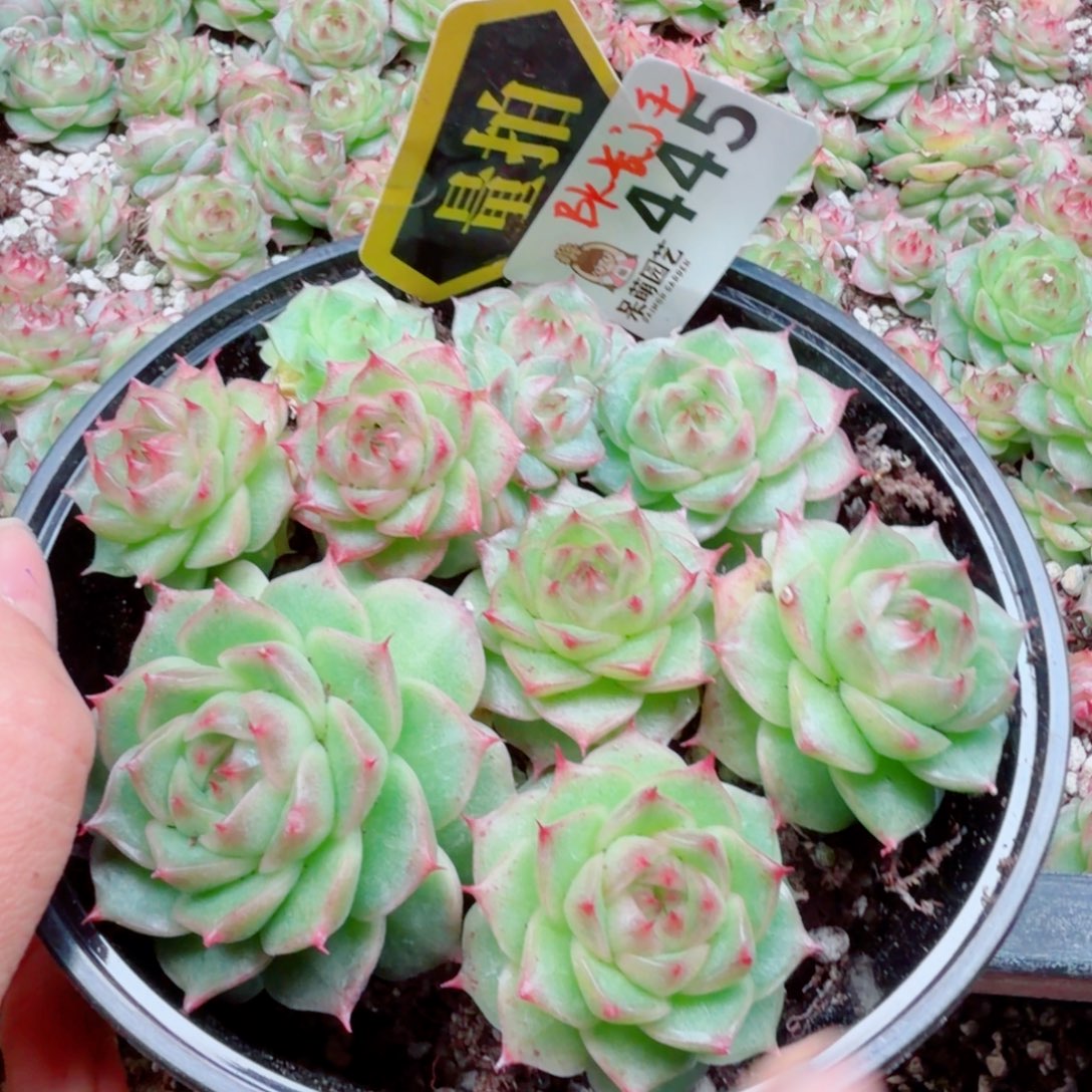 多肉植物多肉植物