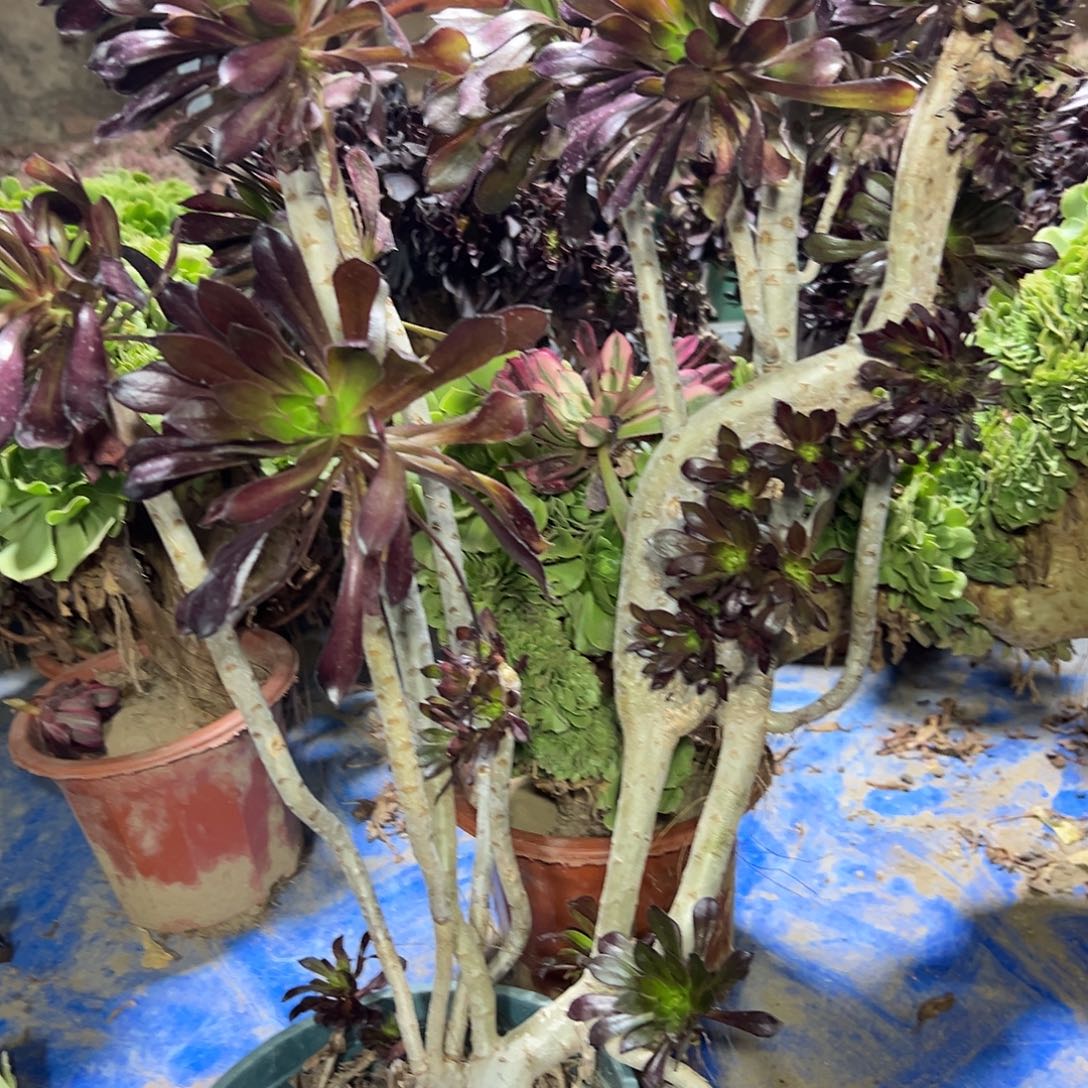 多肉140植物黑法师缀花