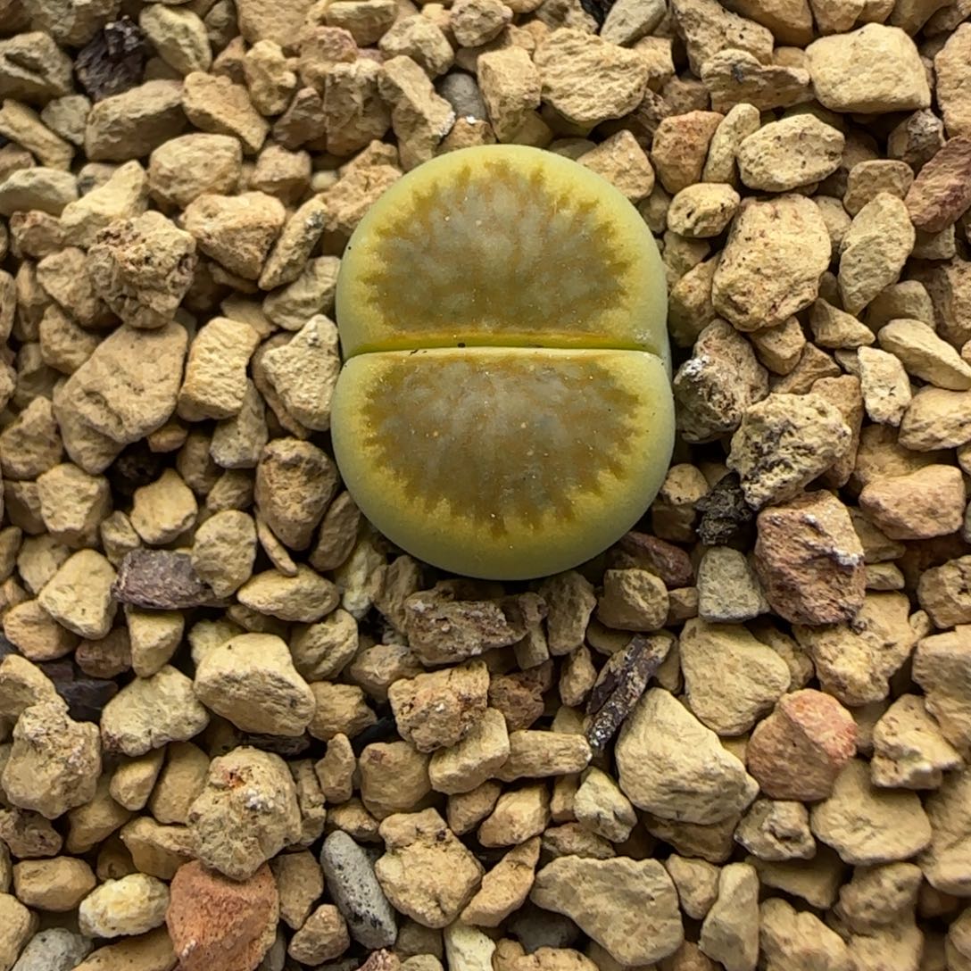 632 生石花大棚直播