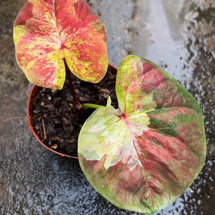 小***U62-1208小黄人广东现货