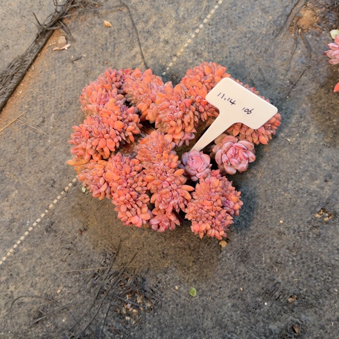 初***见一物一拍星影缀多肉106