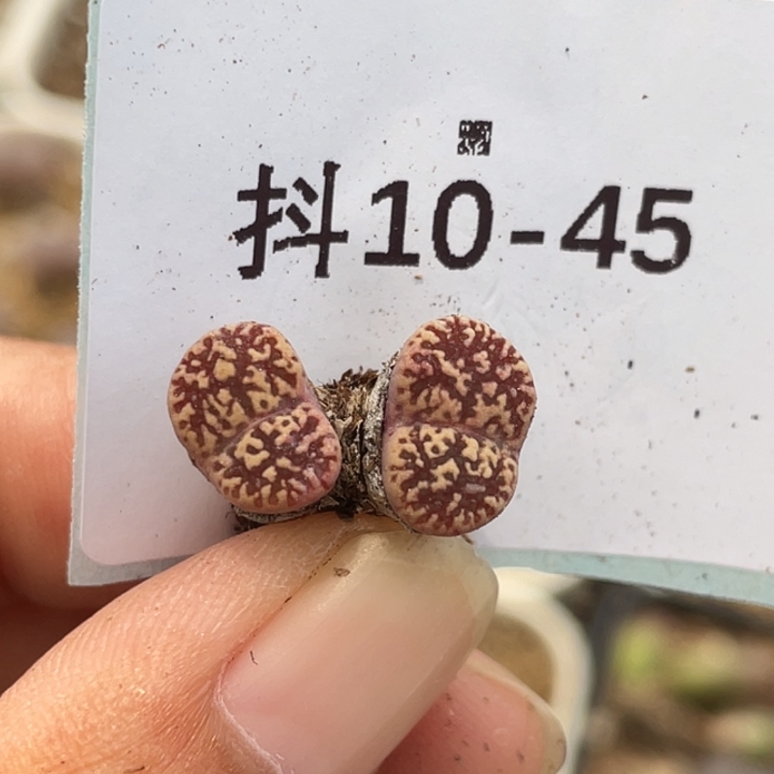 10-45鸟多肉植物肉锥