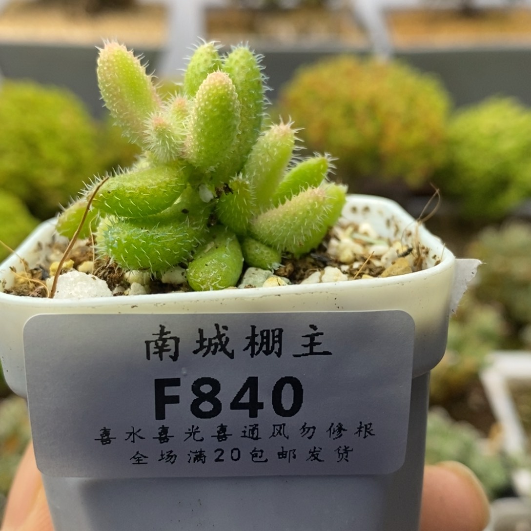 840雷同锦枝干番杏