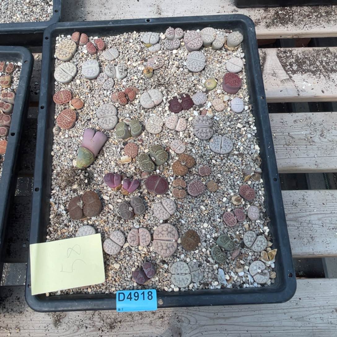 奶****4918混筐福利不售后