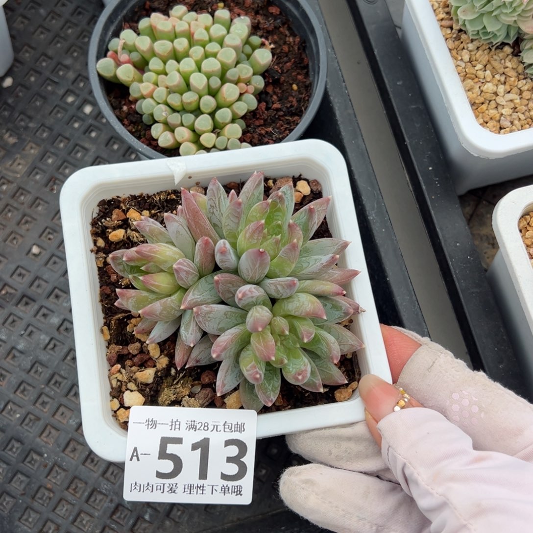 重楼多肉多肉多肉多肉