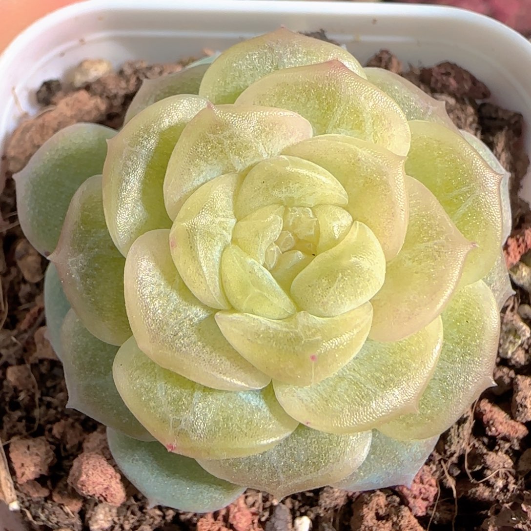 多肉1230-187无尽灯