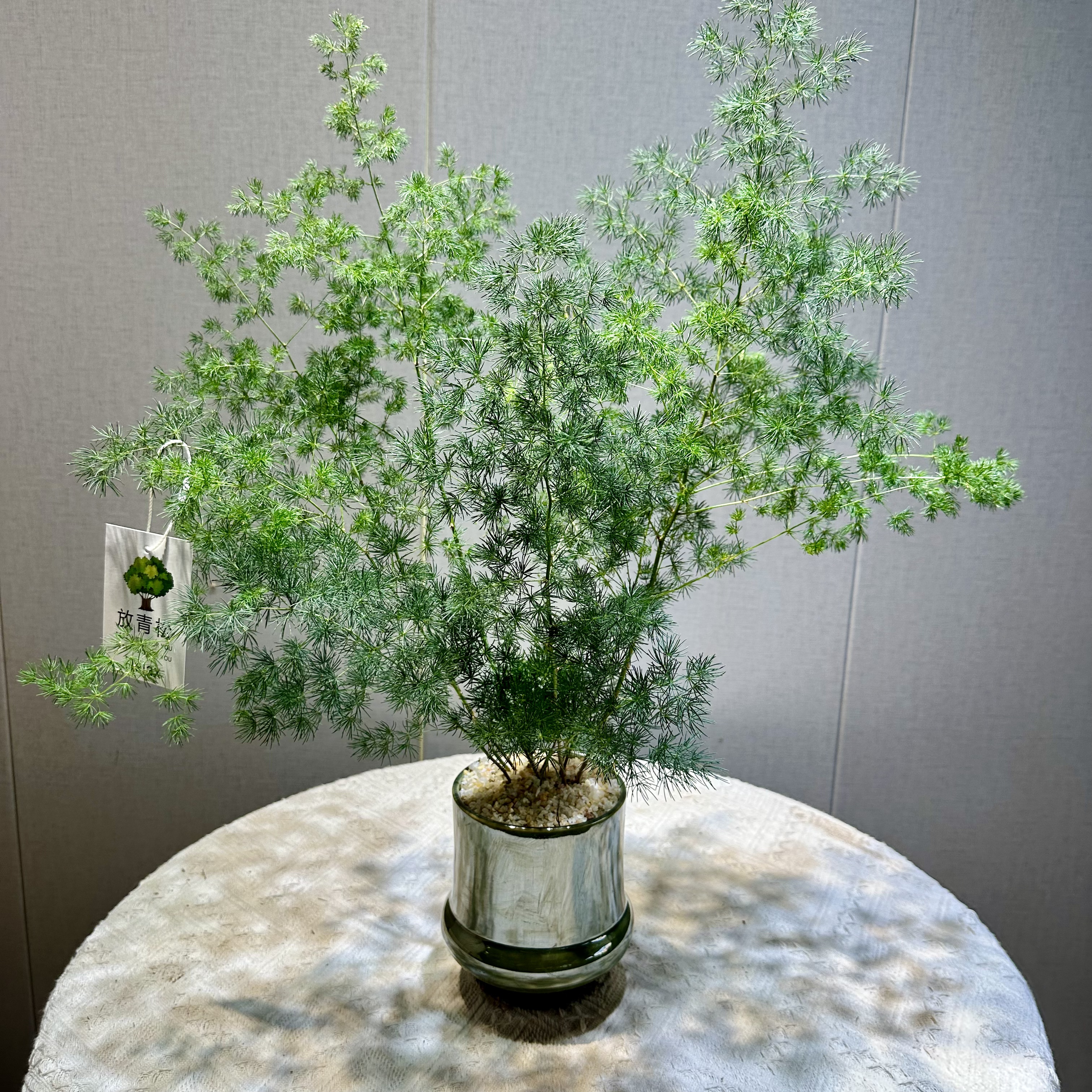 蓬莱松盆栽室内外好养四季常青耐晒耐旱绿植