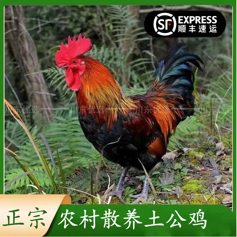 大公鸡散养大公鸡五彩大公鸡农村五谷杂粮散养土公鸡柴鸡整只现杀