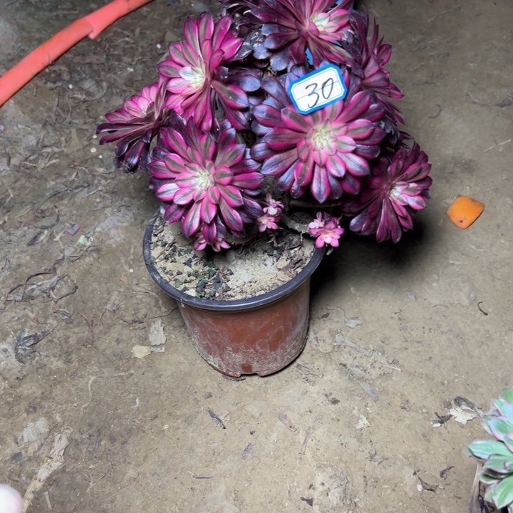 不***年多肉植物黑铜白砍过断枝不包30