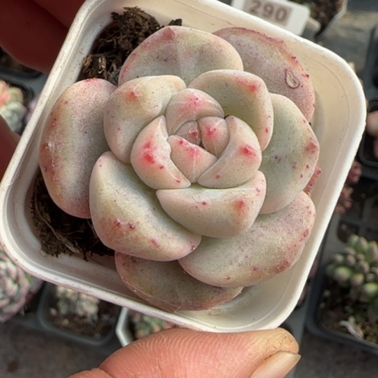 14雪恋人多肉植物多