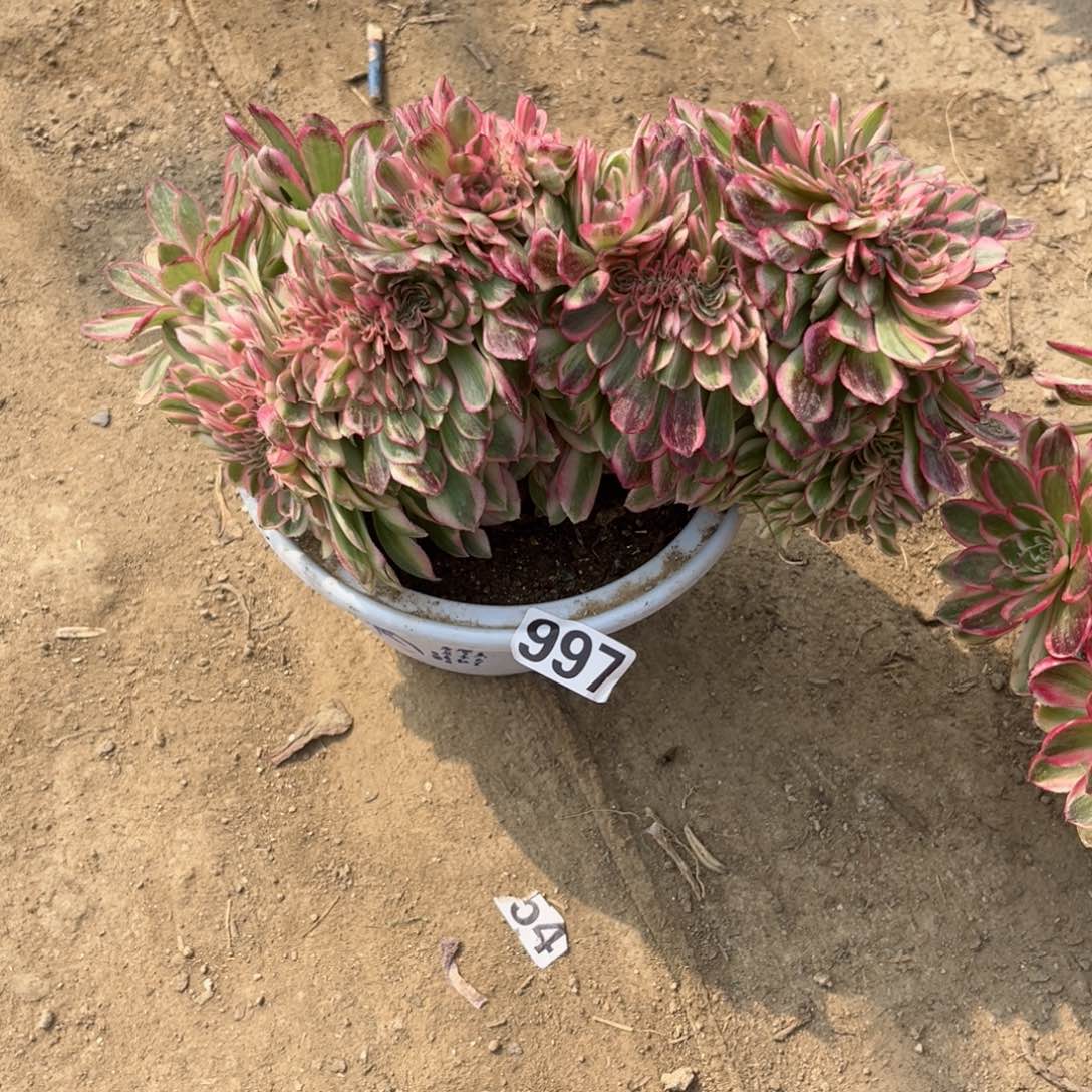 997倾城缀化多肉植物