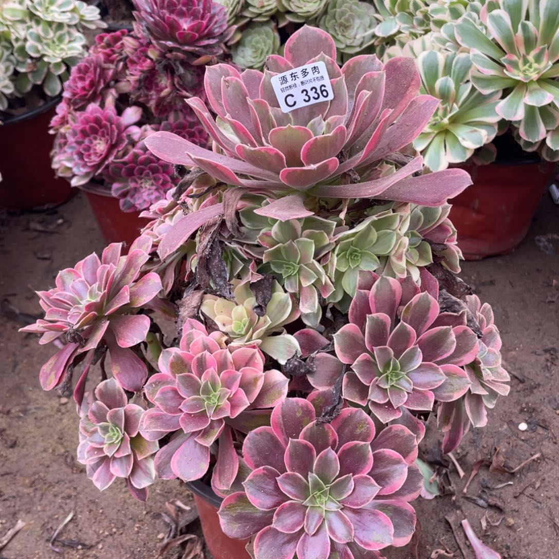 336金丝多肉法师断枝不包