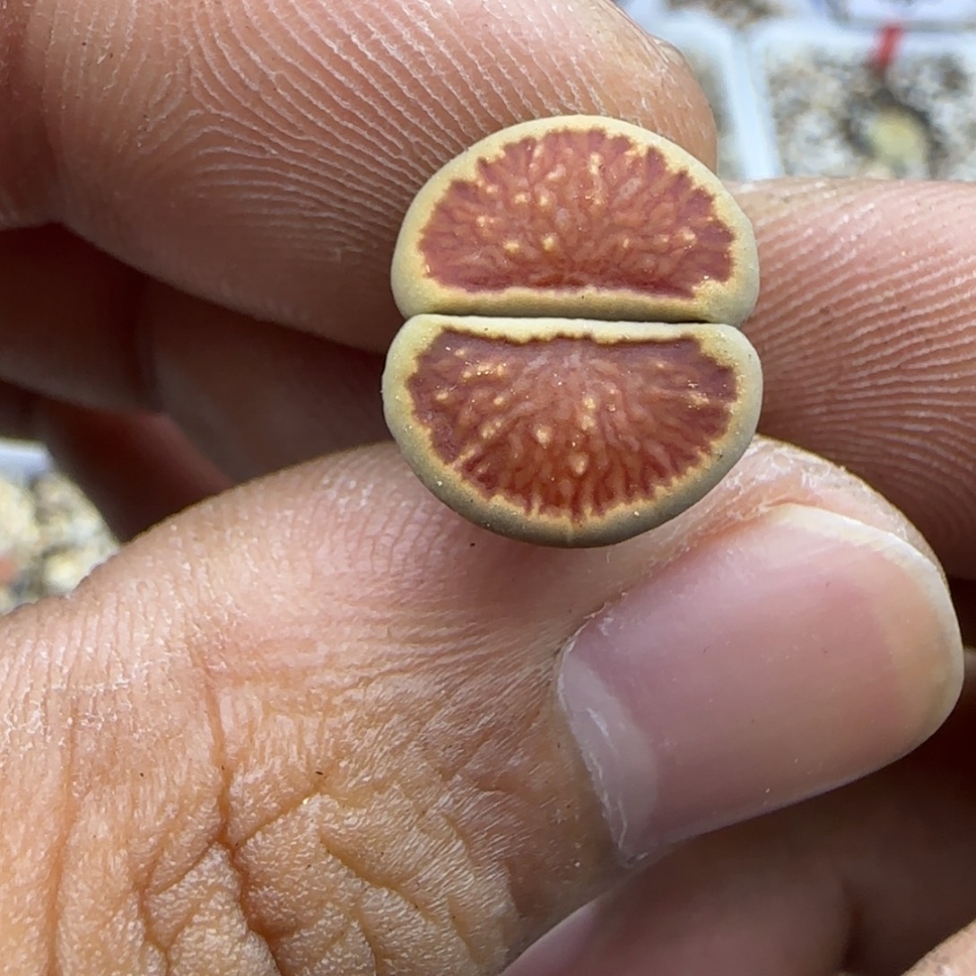 246 生石花大棚直播