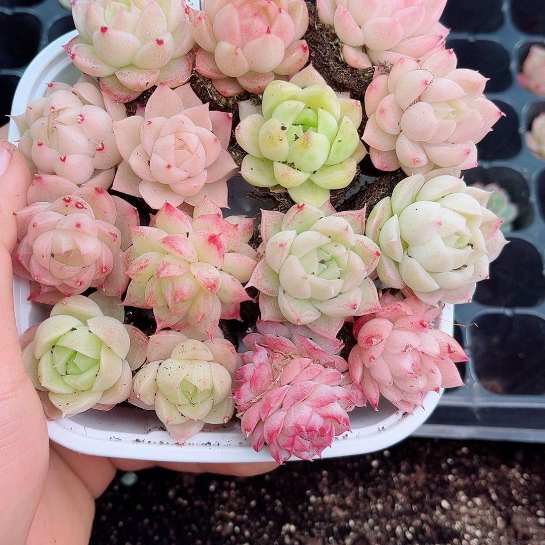 1-493 新疆西藏内蒙不发12.8包邮2-3公分多肉