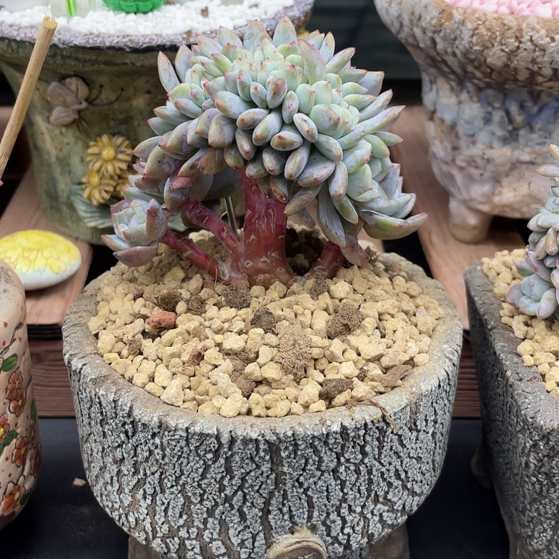 实生星影缀化小树。 