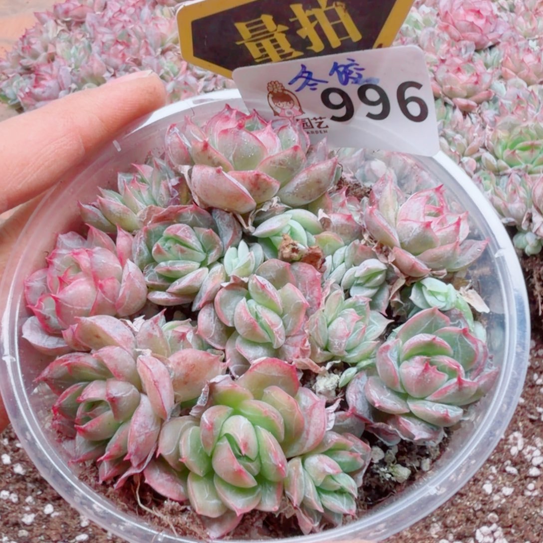 多肉植物多肉植物