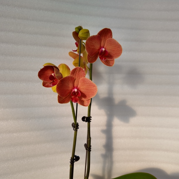 渟叙【椪柑】3.0寸 带花带花苞发货 花卉阳台植物清新网红绿植