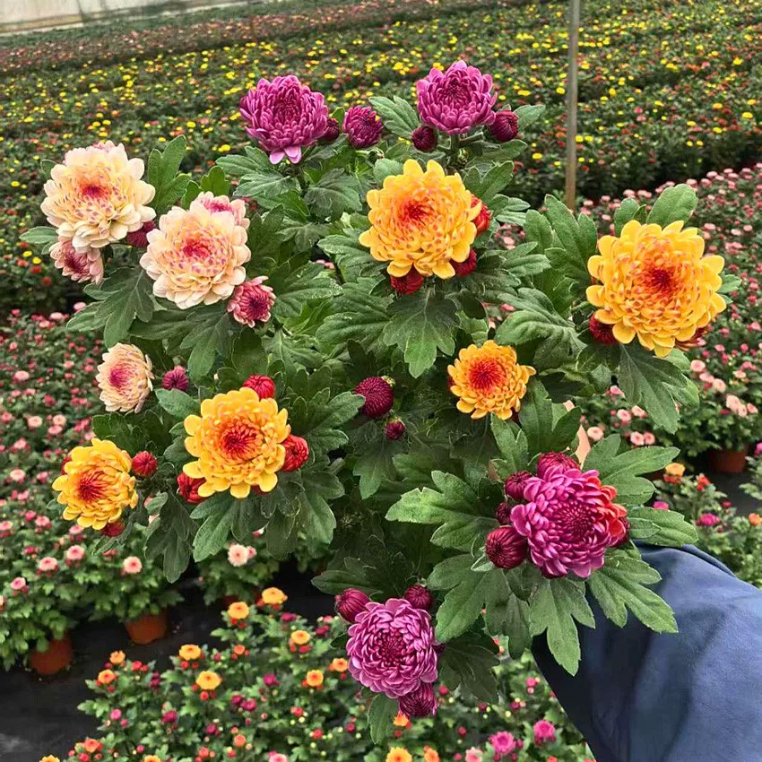 三色宝莲灯菊花小雏菊(新品种 网红花 颜值高)庭院阳台开花植物