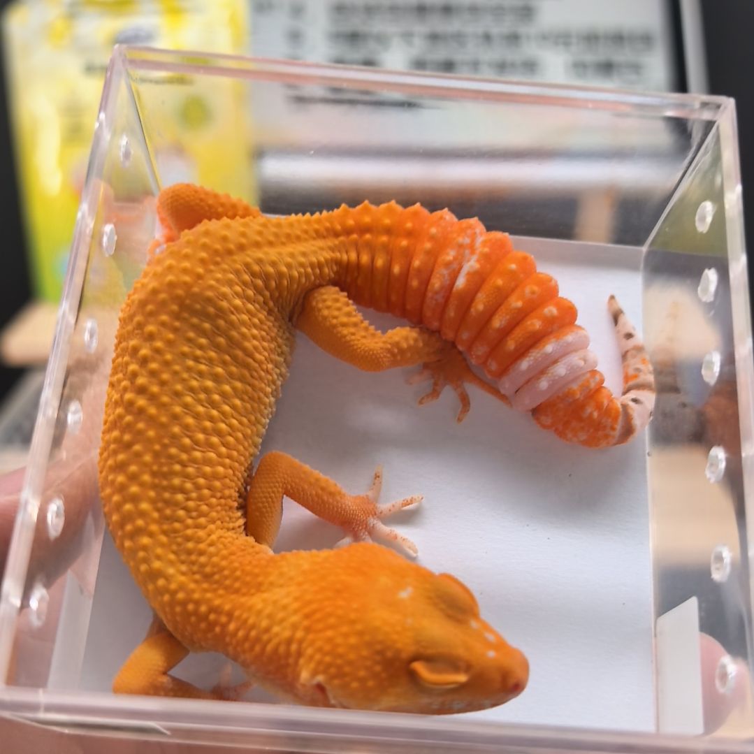 豹纹守宫贝尔蜜橘小亚成母8.14出壳体重27克