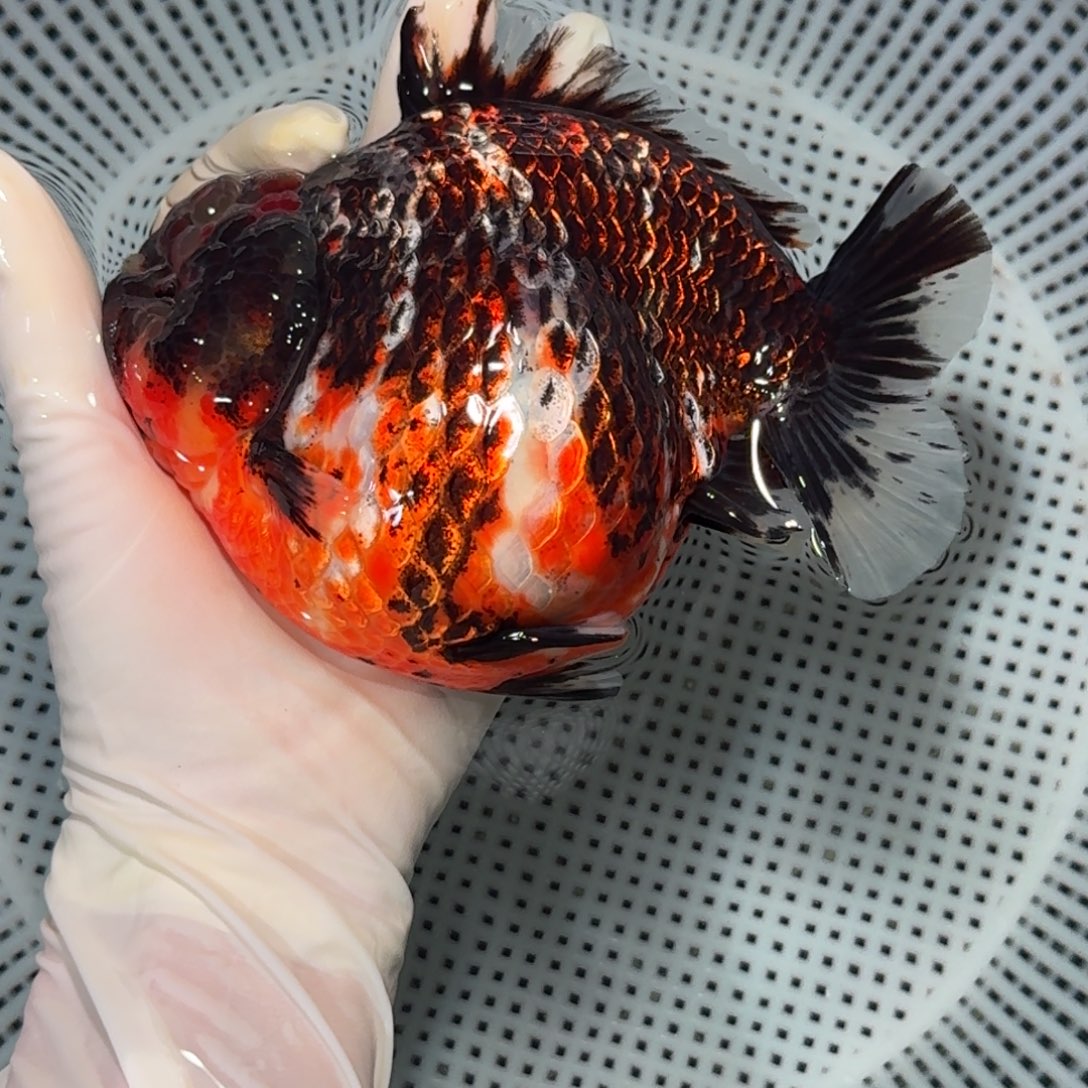 金鱼大货短尾将军狮子