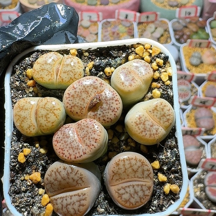 生石花2//。紫折。 187号